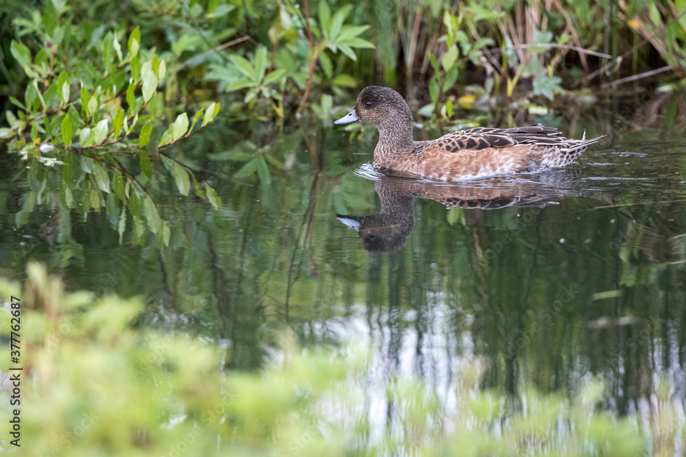 duck ,wildlife in Iceland