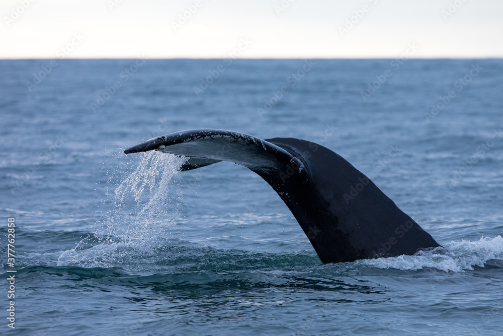 Obraz premium whale ,wildlife in Iceland