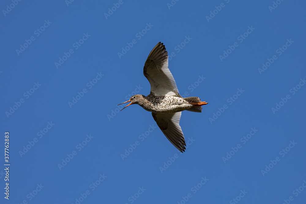 redshank ,wildlife in Iceland redshank ,wildlife in Iceland