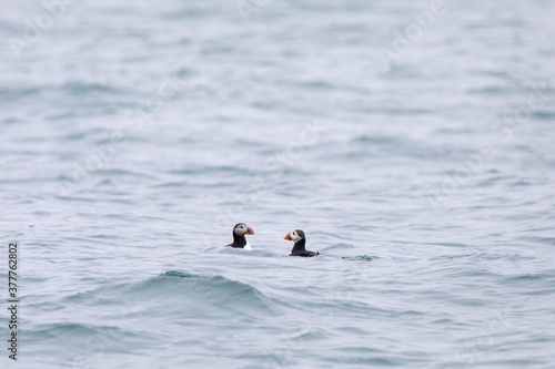 puffin  wildlife in Iceland