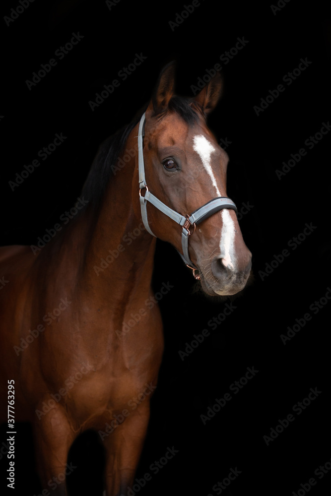 Fototapeta premium Pferdeportrait vor dunklem Hintergrund