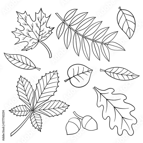 Coloring page with autumn leaves