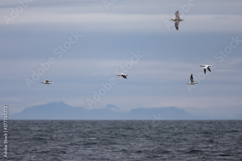 gannet ,wildlife in Iceland