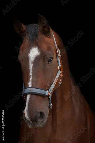 Pferdeportrait vor dunklem Hintergrund