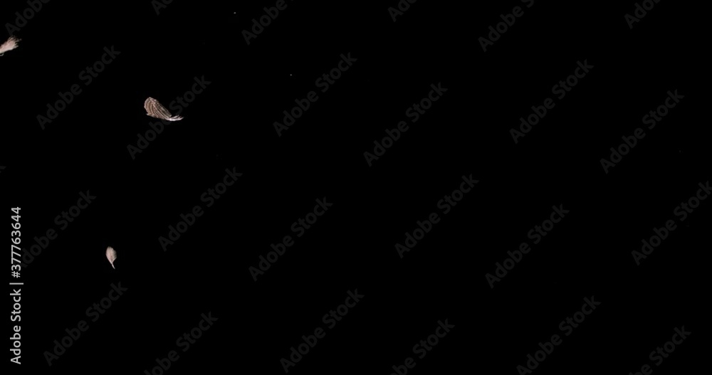 Isolated colour feather floating down in the air on the black background Isolated colour feather floating down in the air on the black background