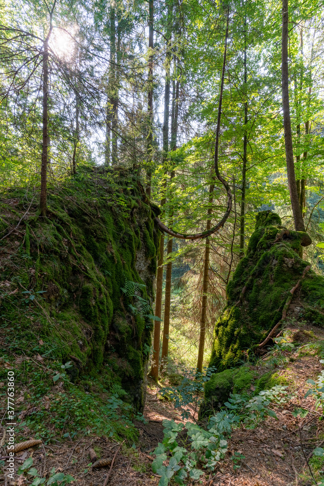 Obraz premium Krummer Baum im Wald