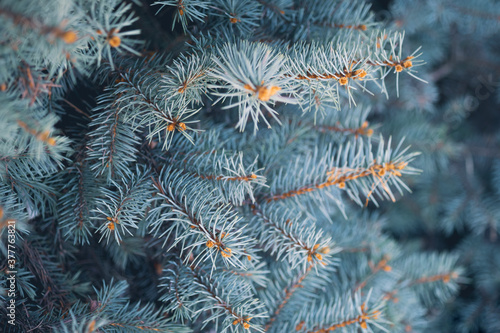 Blue spruce tree branches in winter. Beautiful Christmas greeting card, xmas holiday. Winter background with bokeh, pine macro, blue background with copy space