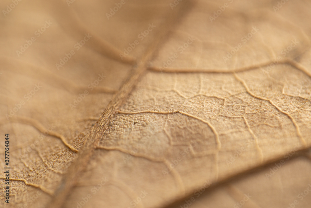 Naklejka premium Golden Autumn leaf close-up or macro showing it's textured patterns or veins