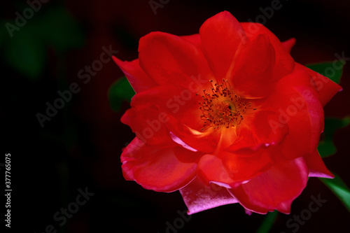 rose flower in the evening