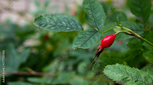 The wild rose Bush.Fresh ripe red rosehip on a green branch with leaves