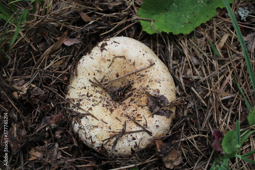 mushroom in the grass