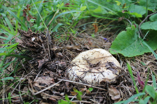 mushrooms in the grass