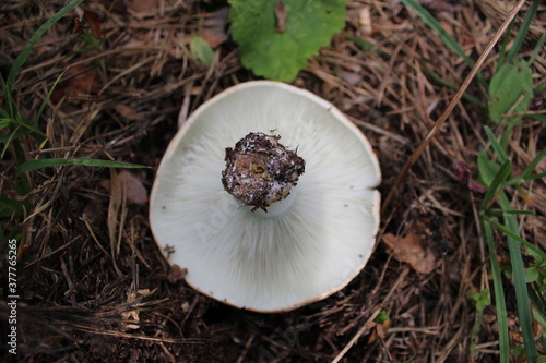 mushrooms in the forest