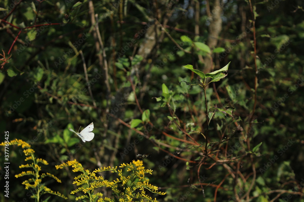 White butterfly in the woods White butterfly in the woods