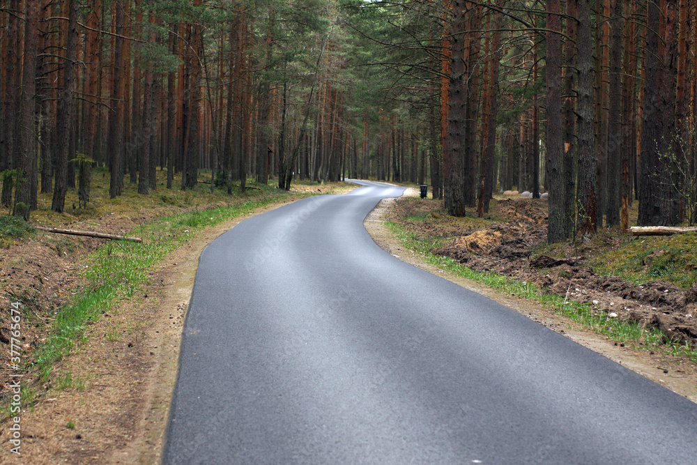 Fototapeta premium A road stretching into the distance among a beautiful pine forest