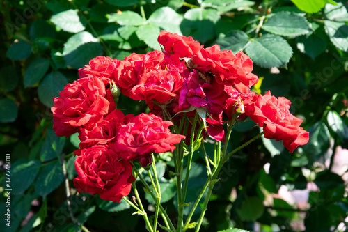 red rose bush © Reinhold