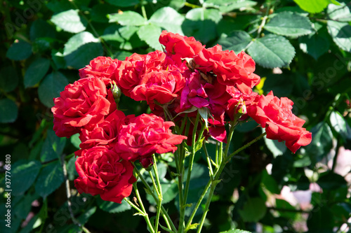 red rose bush