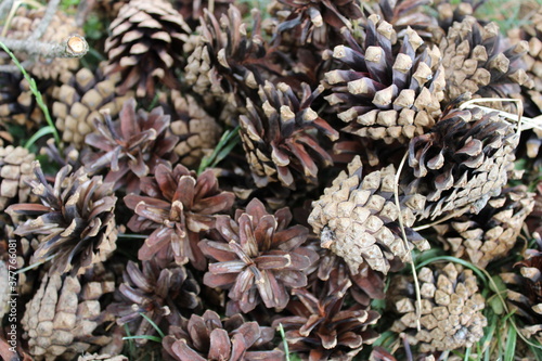 close up of pine cones