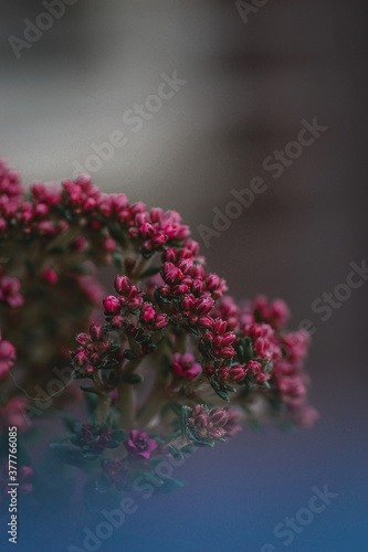 Crassula x schmidtii close up as a background