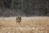Gray wolf (Canis lupus) in taiga in snowy winter day. Animal in nature habitat.