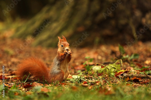 Red squirrel (Sciurus vulgaris) on the ground in autumn forest © sci