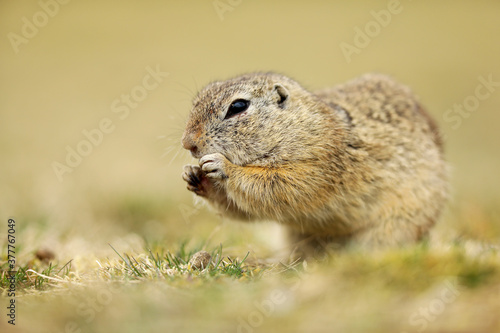 Ground Squirrel, Spermophilus citellus, sitting in the grass during summer, detail animal portrait, Czech Republic