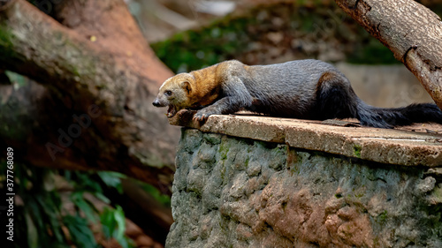 Tayra of the species Eira barbara photo