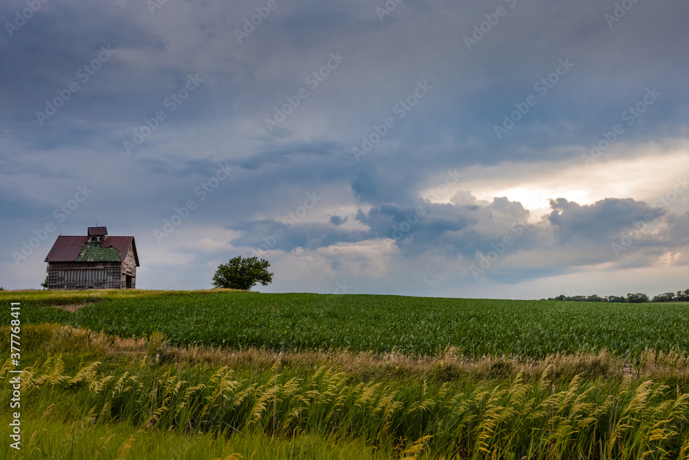 Old barn on a corn field at dusk Old barn on a corn field at dusk