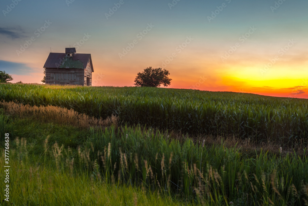 An old barn on a corn field at sunset