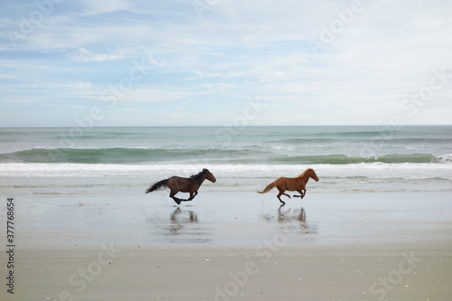 Two wild horses on the beach in Corolla on North Carolina Outer Banks
