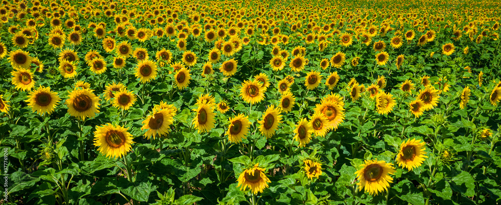 Aerial view of sunflower field in summer Aerial view of sunflower field in summer