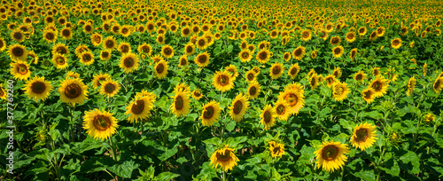 Фотография Aerial view of sunflower field in summer