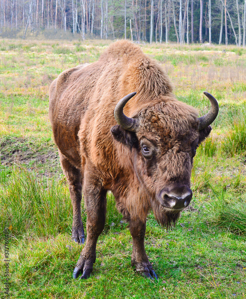 European bull in a clearing in the woods