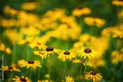 Meadow of yellow spring flowers
