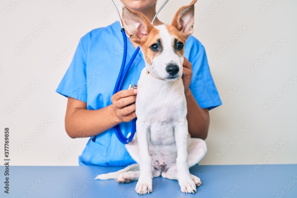 Young puppy at the veterinarian going to health checkup, professional examining dog using stethoscope Young puppy at the veterinarian going to health checkup, professional examining dog using stethoscope