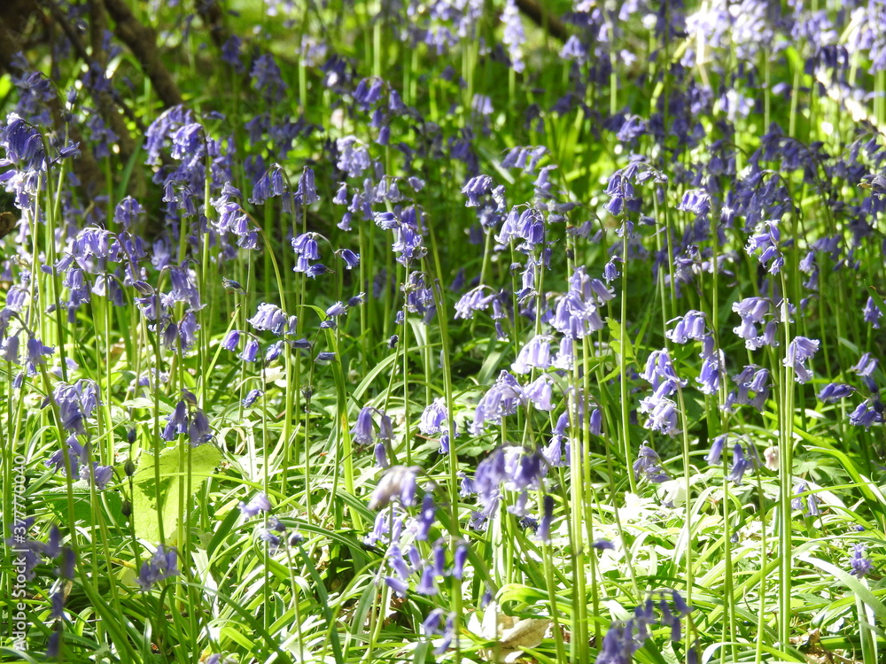 Fototapeta premium Blue little flowers like bells in the forest