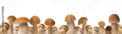 Close up of many different Boletus edulis (king bolete) / penny bun / cep / porcini / mushroom isolated on white background banner wide panoramic panorama