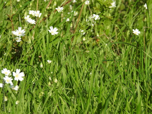 Green grass with white tiny flowers