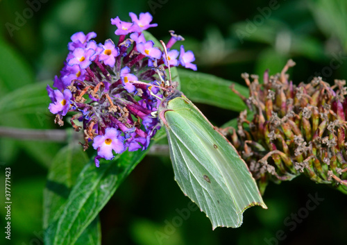 Zitronenfalter (Gonepteryx rhamni) an einem Flieder (Syringa) / Brimstone on a lilac  photo