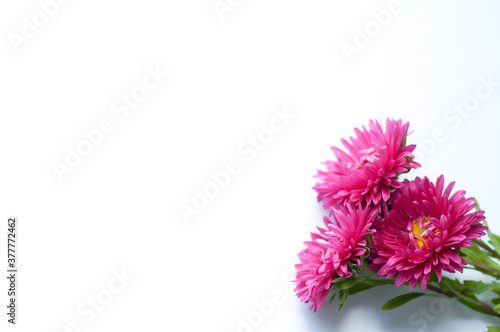 Beautiful bouquet of pink asters flowers on a white background. Lush blooming flowers. Place for text. Flat lay