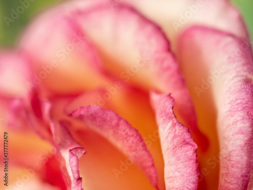 Rose, Blumen Art, Rosa, Hintergrund 