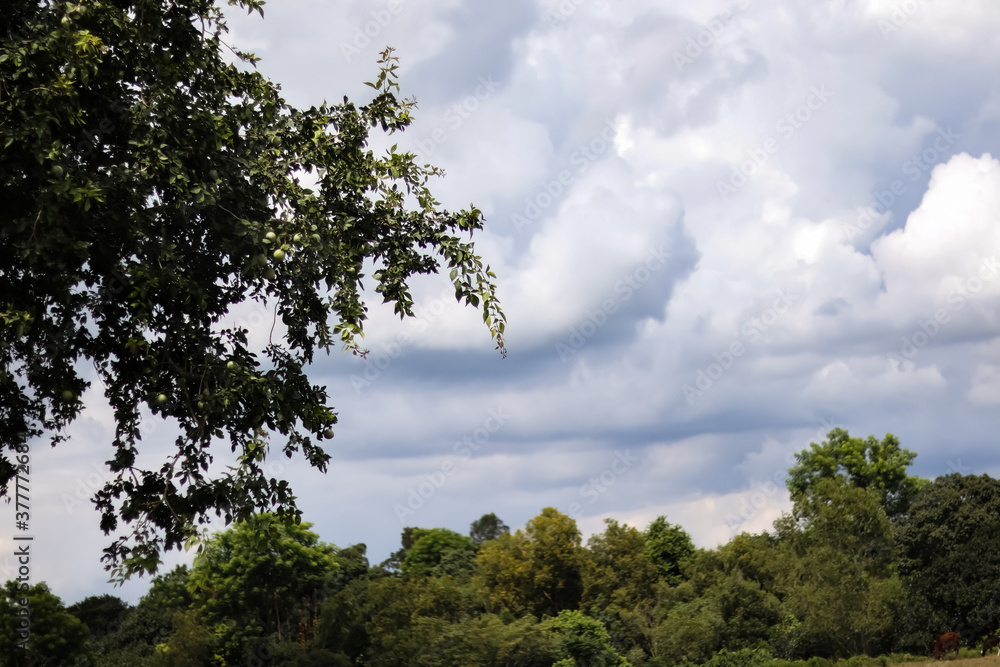 Fototapeta premium trees and sky with clouds