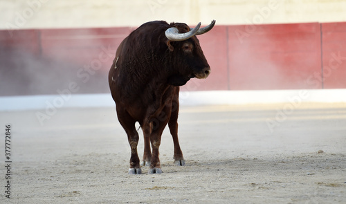 a powerful bull on the spanish spectacle of bullfight