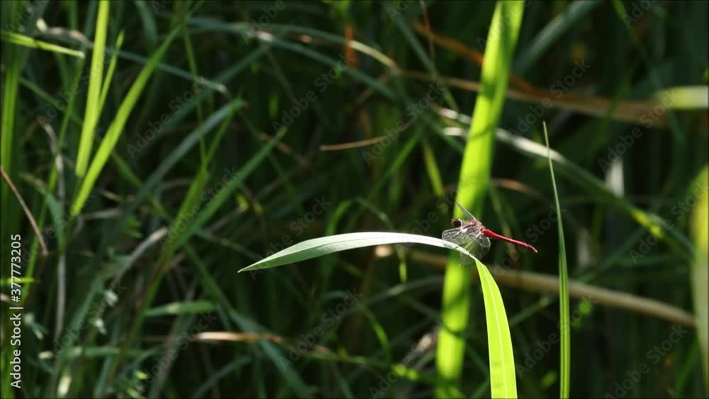 European red dragonfly resting on a green leaf next to a river on a warm and sunny summer day in Estonia, Northern Europe. European red dragonfly resting on a green leaf next to a river on a warm and sunny summer day in Estonia, Northern Europe.