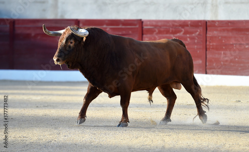 bull with big horns on the spanish bullring