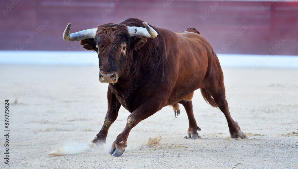 a powerful bull on the spanish spectacle of bullfight a powerful bull on the spanish spectacle of bullfight