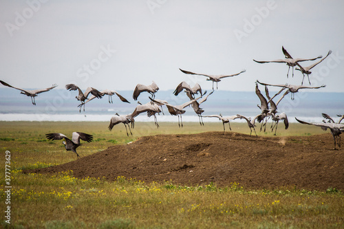 the Demoiselle cranes take off in the spring in the Chyornye Zemli Nature Reserve, Republic of Kalmykia © Елизавета Жарина