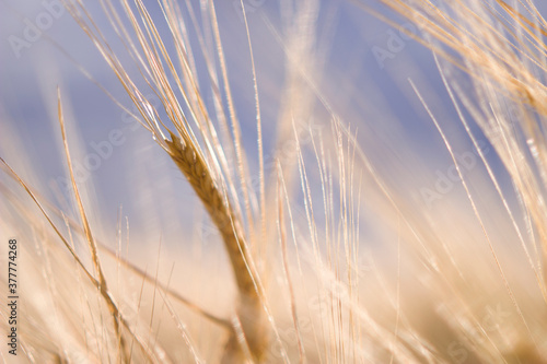 rye spikelets in sunny and windy field