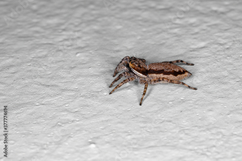 Gray Wall Jumping Spider of the species Menemerus bivittatus photo