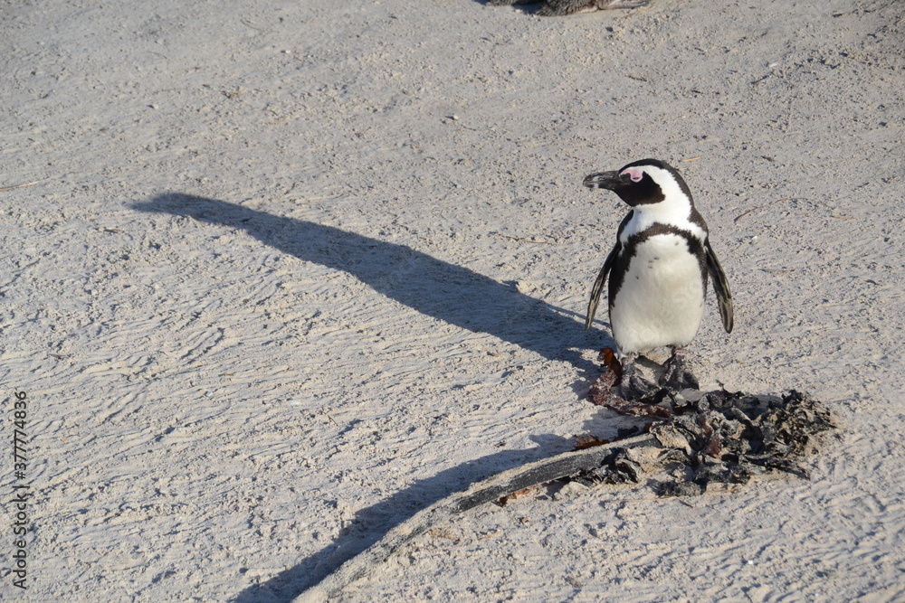 Fototapeta premium Wild Life: Animals in their element